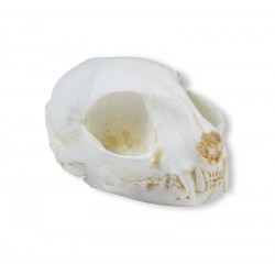 Wilde Kat Schedelmodel