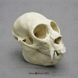 Witgezichtsaki Schedelmodel