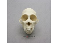 Witgezichtsaki Schedelmodel