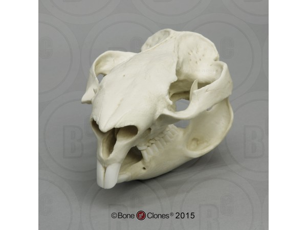 Wombat Schedelmodel