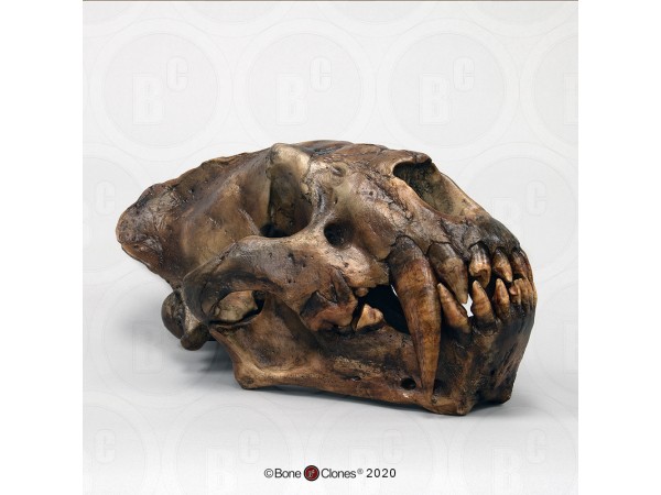 Xenosmilus Schedelmodel