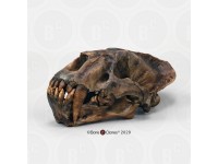 Xenosmilus Schedelmodel