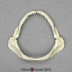 Zandbankhaai Kaak Model