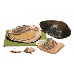 Zoetwatermossel Model