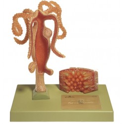 Zoetwaterpoliep Model