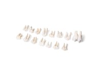 Zoogdieren Tanden Set, 20 stuks