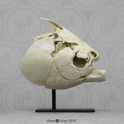 Zwarte Pacu Schedelmodel