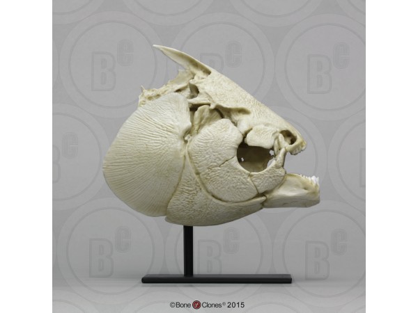 Zwarte Pacu Schedelmodel Zwarte Pacu Schedelmodel