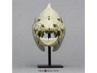 Zwarte Pacu Schedelmodel Zwarte Pacu Schedelmodel