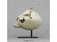 Zwarte Pacu Schedelmodel Zwarte Pacu Schedelmodel