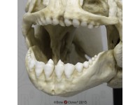 Zwarte Pacu Schedelmodel Zwarte Pacu Schedelmodel