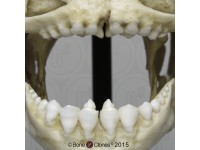 Zwarte Pacu Schedelmodel Zwarte Pacu Schedelmodel