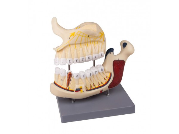 Anatomie Model Gebit (2,5 x vergroot)