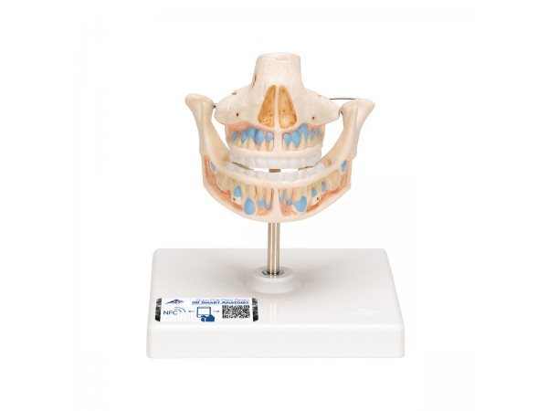 Anatomiemodel van het Melkgebit