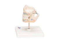 Anatomiemodel van het Melkgebit