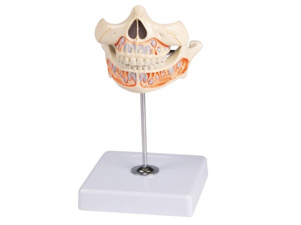 Melkgebit Model