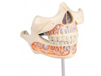 Melkgebit Model