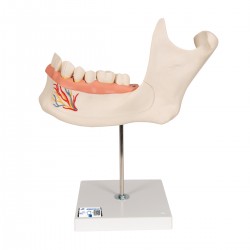 Onderkaak helft, 3x ware grootte Onderkaak helft, 3x ware grootte
