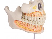 Volwassen Gebit Model