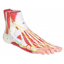 Anatomisch Model Voet, 9-delig