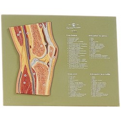 Dwarsdoorsnede Kniegewricht