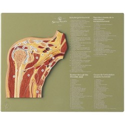 Dwarsdoorsnede Schoudergewricht