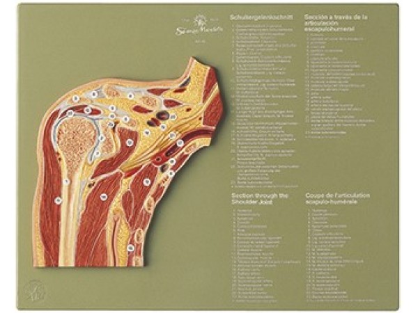 Dwarsdoorsnede Schoudergewricht