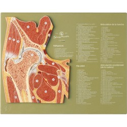 Frontale Doorsnede Heupgewricht