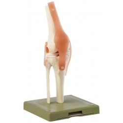 Functioneel kniegewricht, Somso