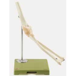 Functioneel Model Ellebooggewricht