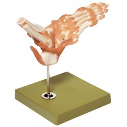 Functioneel Model Enkelgewricht