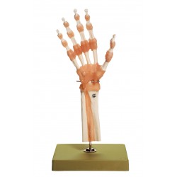 Functioneel Model Hand- en Vingergewrichten Functioneel Model Hand- en Vingergewrichten