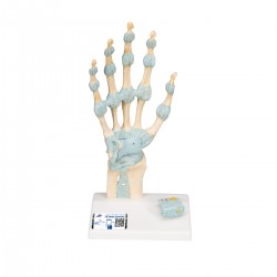 Hand met gewrichtsbanden & Carpale tunnel Hand met gewrichtsbanden & Carpale tunnel