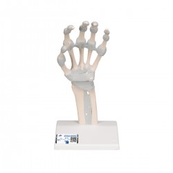 Hand skelet met elastische ligamenten
