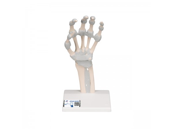 Hand skelet met elastische ligamenten