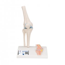 Mini knie met doorsnede, beweegbaar Mini knie met doorsnede, beweegbaar