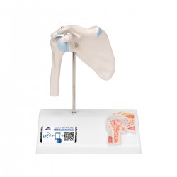 Mini schouder met doorsnede, beweegbaar