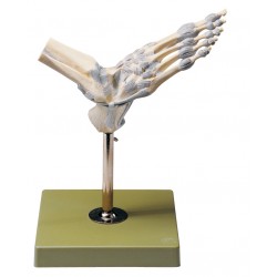 Model Enkelgewricht Somso