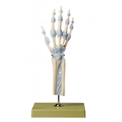 Model Hand- en Vingergewrichten Somso Model Hand- en Vingergewrichten Somso