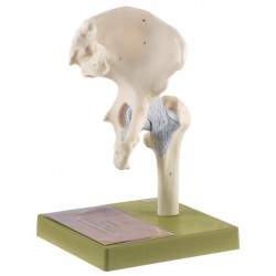 Model Heupgewricht Somso