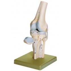 Model Kniegewricht Somso