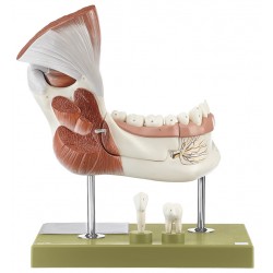 Model Rechter Onderkaak met Spieren, 14-delig