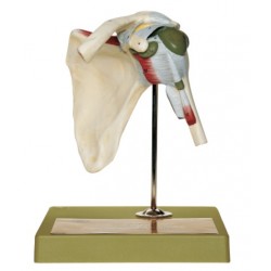 Model Schoudergewricht Somso