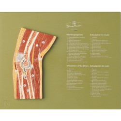 Sagittale Doorsnede Elleboog