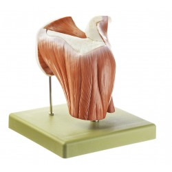 Schoudergewricht Model, 12-delig