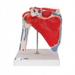 Schoudermodel met afneembare spieren Schoudermodel met afneembare spieren