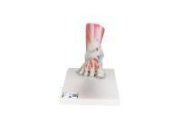 Voetskelet met ligamenten en spieren