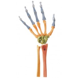 Gekleurd Handskelet Model Gekleurd Handskelet Model
