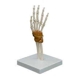 Hand en Pols Model Hand en Pols Model