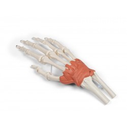 Hand en Pols Skeletmodel met Ligamenten